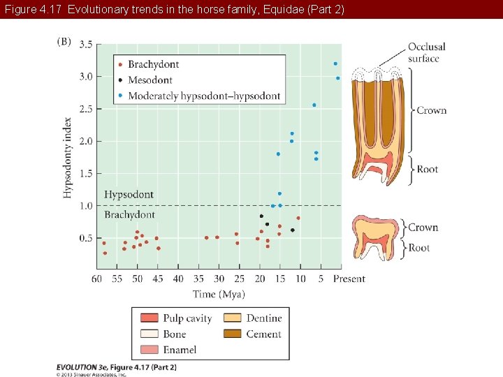 Figure 4. 17 Evolutionary trends in the horse family, Equidae (Part 2) 