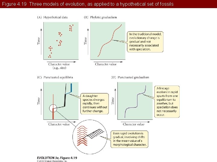 Figure 4. 19 Three models of evolution, as applied to a hypothetical set of