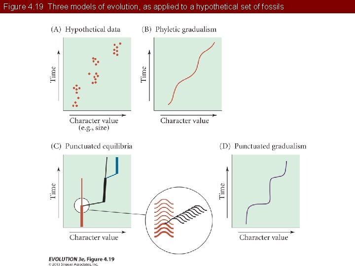 Figure 4. 19 Three models of evolution, as applied to a hypothetical set of