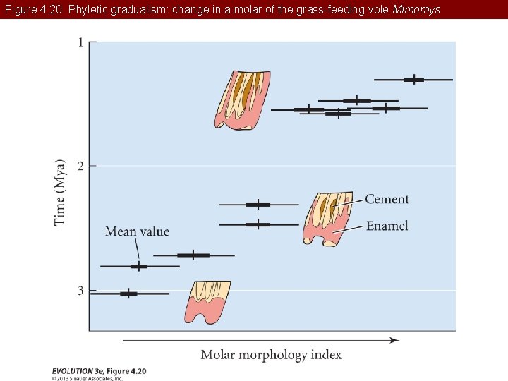 Figure 4. 20 Phyletic gradualism: change in a molar of the grass-feeding vole Mimomys