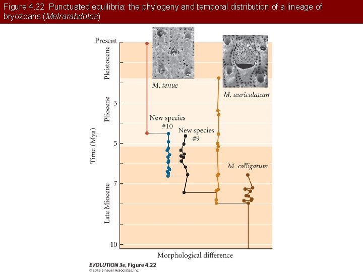 Figure 4. 22 Punctuated equilibria: the phylogeny and temporal distribution of a lineage of