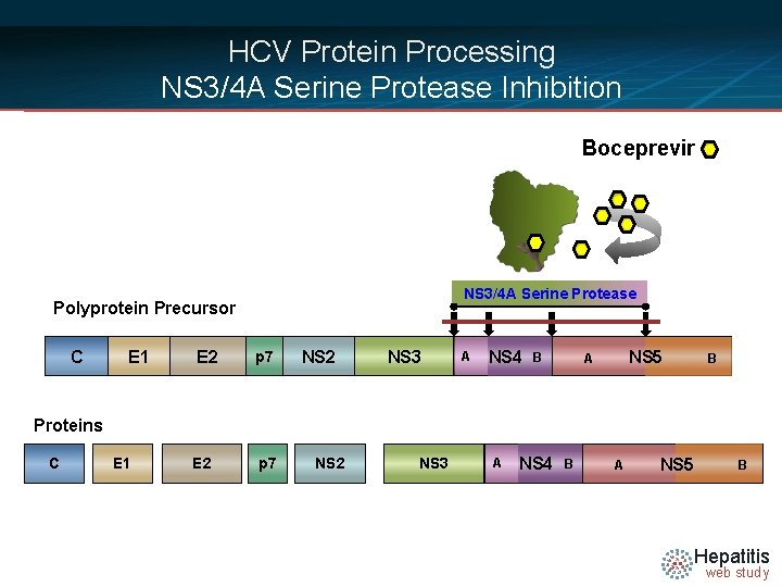 HCV Protein Processing NS 3/4 A Serine Protease Inhibition Boceprevir NS 3/4 A Serine