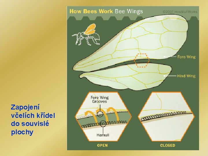 Zapojení včelích křídel do souvislé plochy 
