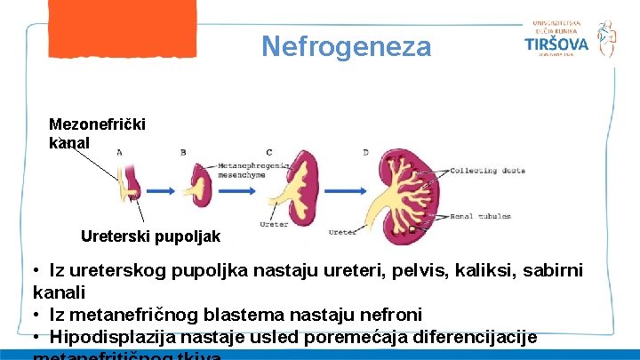 Nefrogeneza Mezonefrički kanal Ureterski pupoljak • Iz ureterskog pupoljka nastaju ureteri, pelvis, kaliksi, sabirni