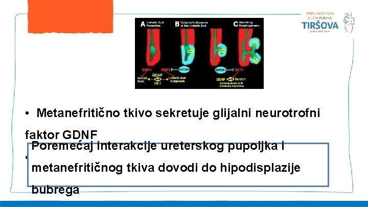  • Metanefritično tkivo sekretuje glijalni neurotrofni faktor GDNF Poremećaj interakcije ureterskog pupoljka i