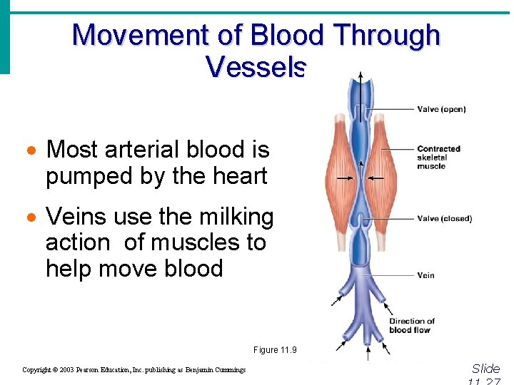 Movement of Blood Through Vessels · Most arterial blood is pumped by the heart Movement of Blood Through Vessels · Most arterial blood is pumped by the heart