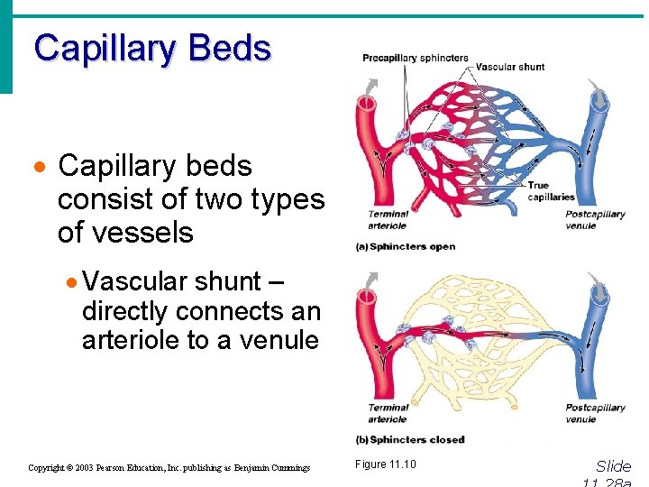 Capillary Beds · Capillary beds consist of two types of vessels · Vascular shunt