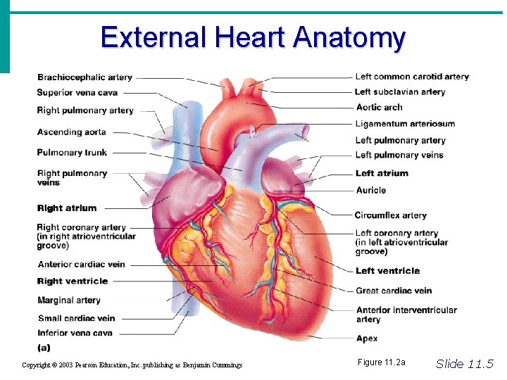 External Heart Anatomy Copyright © 2003 Pearson Education, Inc. publishing as Benjamin Cummings Figure