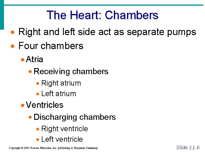 The Heart: Chambers · Right and left side act as separate pumps · Four