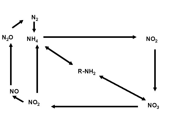 N 2 N 2 O NH 4 NO 2 R-NH 2 NO NO 2