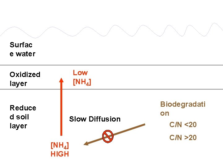 Surfac e water Low [NH 4] Oxidized layer Reduce d soil layer Slow Diffusion