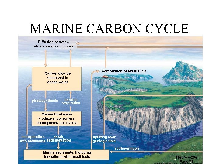 MARINE CARBON CYCLE 