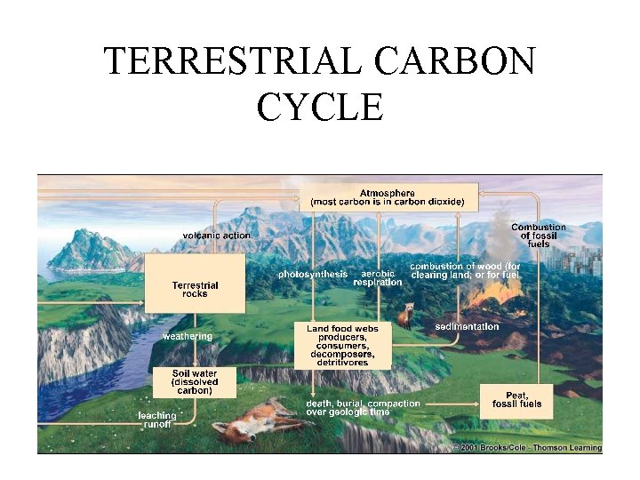 TERRESTRIAL CARBON CYCLE 