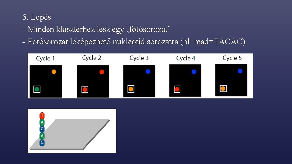 5. Lépés - Minden klaszterhez lesz egy ‚fotósorozat’ - Fotósorozat leképezhető nukleotid sorozatra (pl.