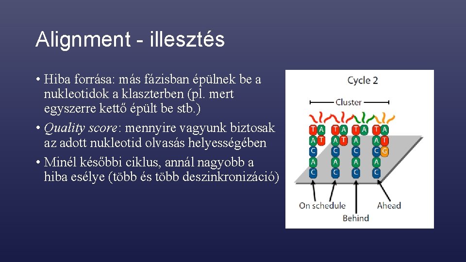 Alignment - illesztés • Hiba forrása: más fázisban épülnek be a nukleotidok a klaszterben