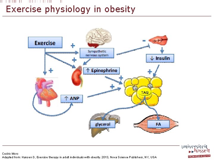 Exercise physiology in obesity Cedric Moro Adapted from: Hansen D, Exercise therapy in adult