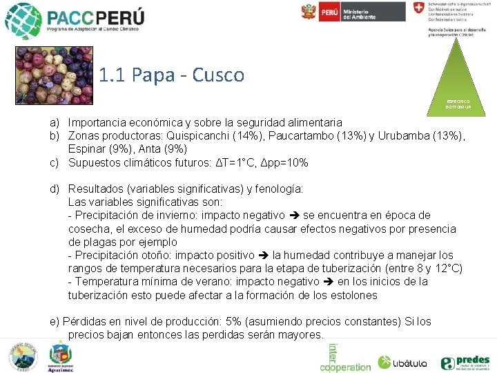 1. 1 Papa - Cusco ESPECIFICO BOTTOM UP a) Importancia económica y sobre la