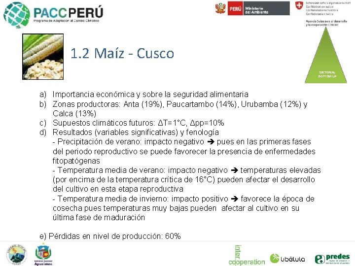 1. 2 Maíz - Cusco SECTORIAL BOTTOM UP a) Importancia económica y sobre la