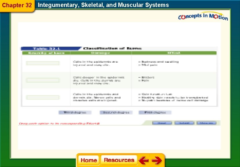 Chapter 32 Integumentary, Skeletal, and Muscular Systems 