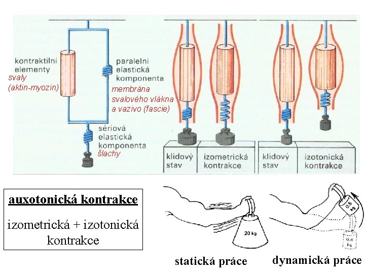 svaly (aktin-myozin) membrána svalového vlákna a vazivo (fascie) šlachy auxotonická kontrakce izometrická + izotonická