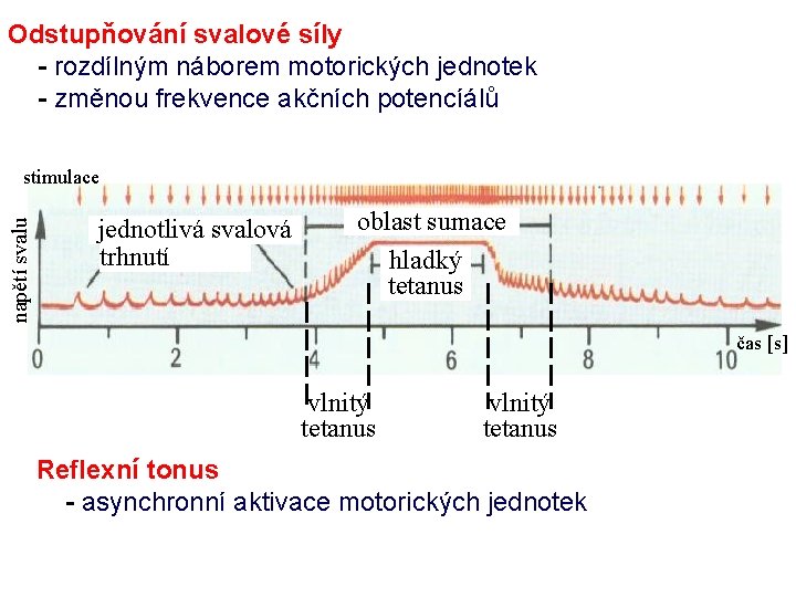 Odstupňování svalové síly - rozdílným náborem motorických jednotek - změnou frekvence akčních potencíálů napětí