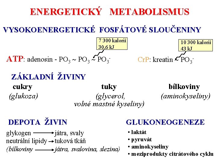 ENERGETICKÝ METABOLISMUS VYSOKOENERGETICKÉ FOSFÁTOVÉ SLOUČENINY 7 300 kalorií 30, 6 k. J ATP: adenosin