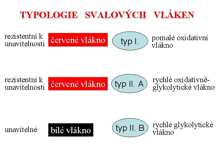 TYPOLOGIE SVALOVÝCH VLÁKEN rezistentní k unavitelnosti červené vlákno typ I. pomalé oxidativní vlákno rezistentní