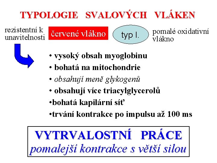 TYPOLOGIE SVALOVÝCH VLÁKEN rezistentní k unavitelnosti červené vlákno typ I. pomalé oxidativní vlákno •