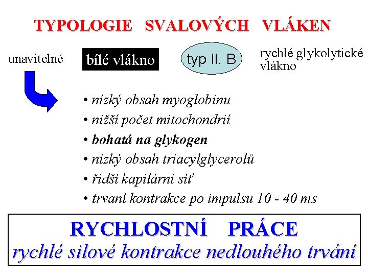 TYPOLOGIE SVALOVÝCH VLÁKEN unavitelné bílé vlákno typ II. B rychlé glykolytické vlákno • nízký