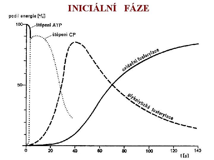INICIÁLNÍ FÁZE 