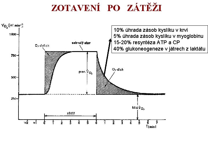 ZOTAVENÍ PO ZÁTĚŽI 10% úhrada zásob kyslíku v krvi 5% úhrada zásob kyslíku v