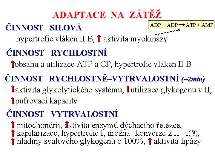 ADAPTACE NA ZÁTĚŽ ČINNOST SILOVÁ hypertrofie vláken II B, ADP + ADP ATP +