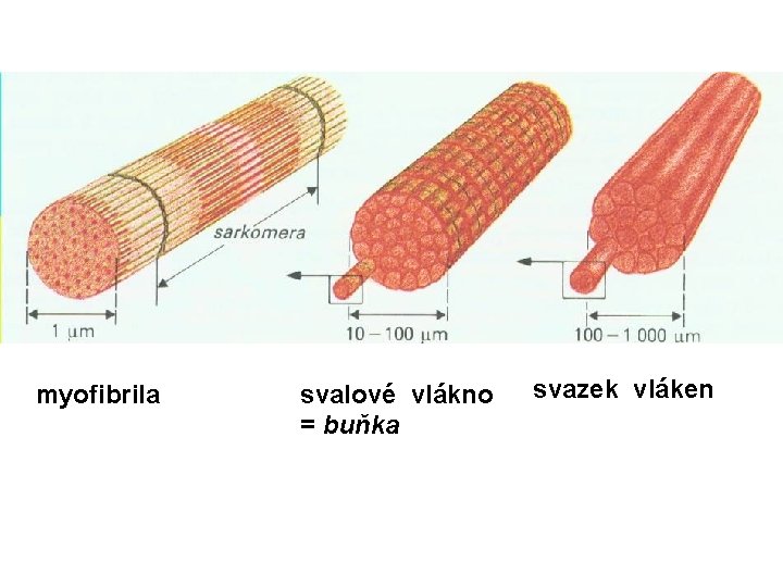 myofibrila svalové vlákno = buňka svazek vláken 