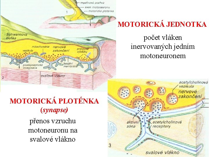 MOTORICKÁ JEDNOTKA počet vláken inervovaných jedním motoneuronem MOTORICKÁ PLOTÉNKA (synapse) přenos vzruchu motoneuronu na