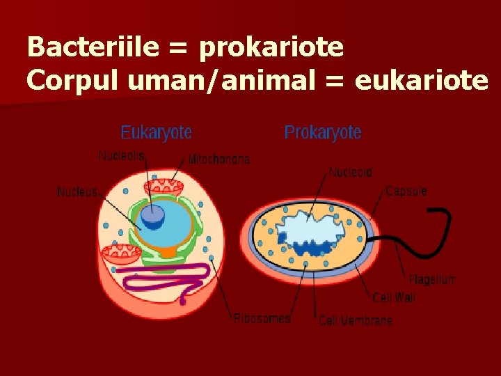 Bacteriile = prokariote Corpul uman/animal = eukariote 