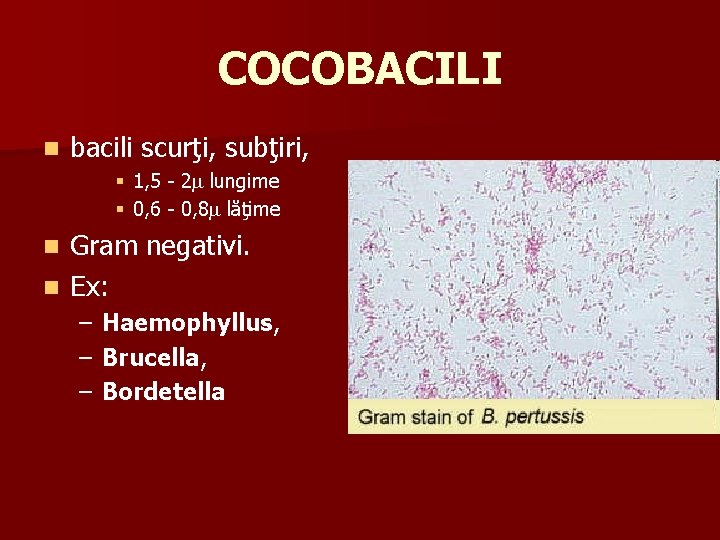 COCOBACILI n bacili scurţi, subţiri, § 1, 5 - 2 lungime § 0, 6