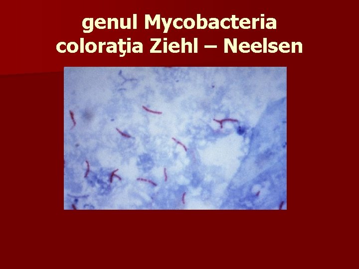genul Mycobacteria coloraţia Ziehl – Neelsen 