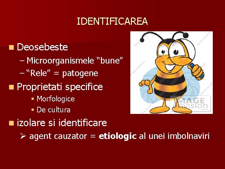 IDENTIFICAREA n Deosebeste – Microorganismele “bune” – “Rele” = patogene n Proprietati specifice §