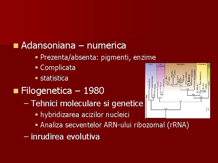 n Adansoniana – numerica § Prezenta/absenta: pigmenti, enzime § Complicata § statistica n Filogenetica