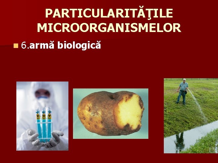 PARTICULARITĂŢILE MICROORGANISMELOR n 6. armă biologică 