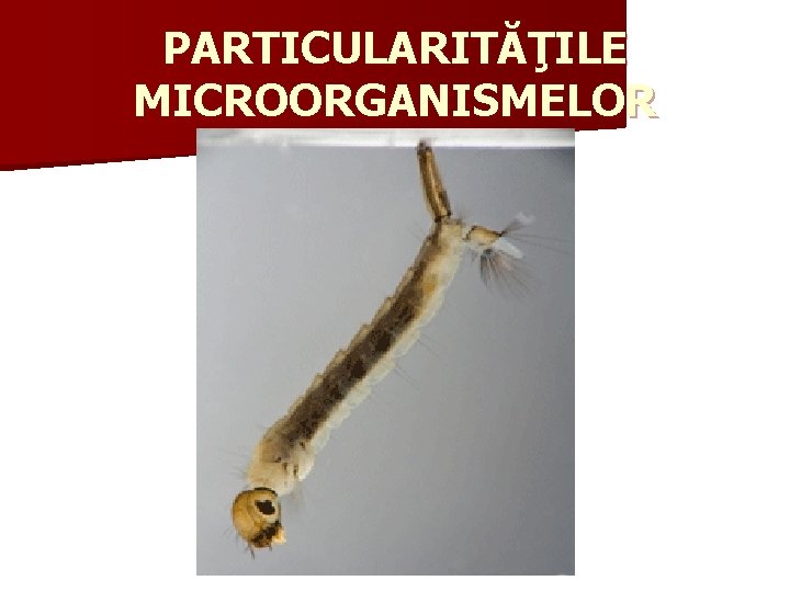 PARTICULARITĂŢILE MICROORGANISMELOR 