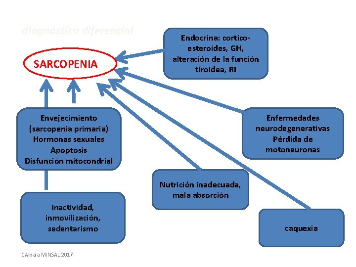 diagnóstico diferencial SARCOPENIA Endocrina: corticoesteroides, GH, alteración de la función tiroidea, RI Enfermedades neurodegenerativas