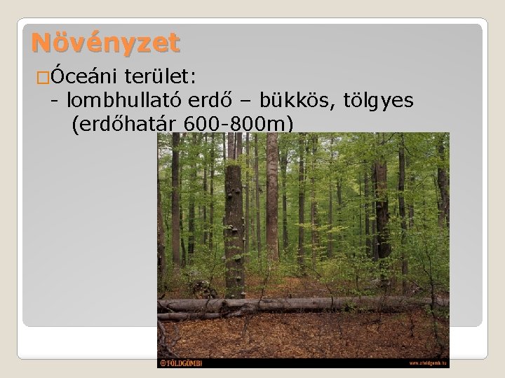 Növényzet �Óceáni terület: - lombhullató erdő – bükkös, tölgyes (erdőhatár 600 -800 m) 