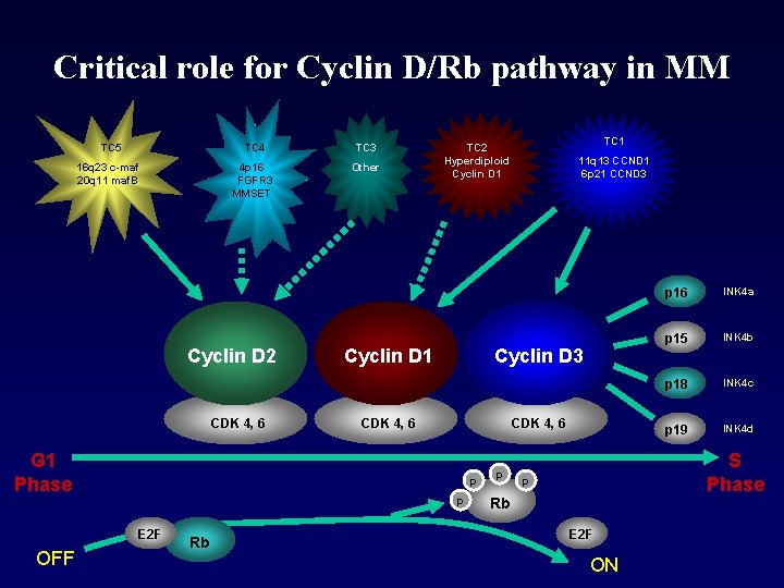 Critical role for Cyclin D/Rb pathway in MM TC 5 TC 4 TC 3