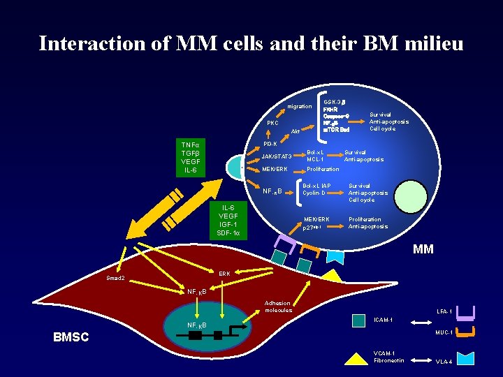 Interaction of MM cells and their BM milieu migration PKC Akt GSK-3β FKHR Caspase-9