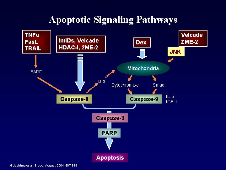 Apoptotic Signaling Pathways TNFα Fas. L TRAIL Imi. Ds, Velcade HDAC-I, 2 ME-2 Velcade
