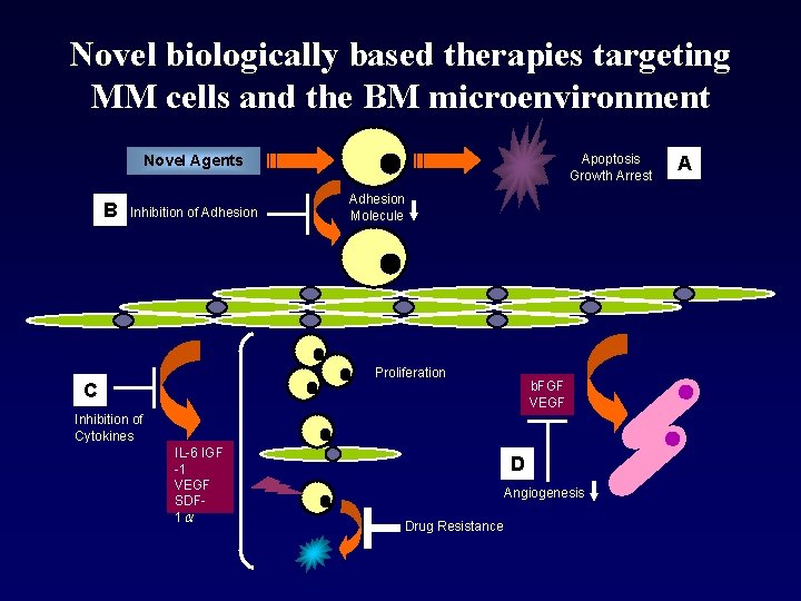 Novel biologically based therapies targeting MM cells and the BM microenvironment Apoptosis Growth Arrest