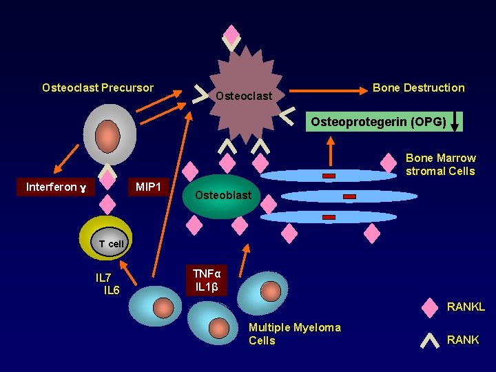 Osteoclast Precursor Bone Destruction Osteoclast Osteoprotegerin (OPG) Bone Marrow stromal Cells Interferon ɣ MIP