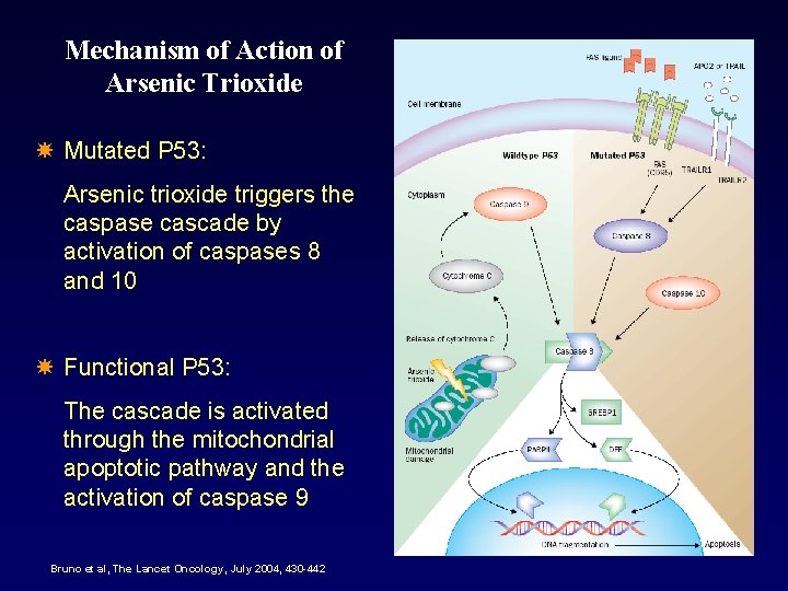Mechanism of Action of Arsenic Trioxide Mutated P 53: Arsenic trioxide triggers the caspase