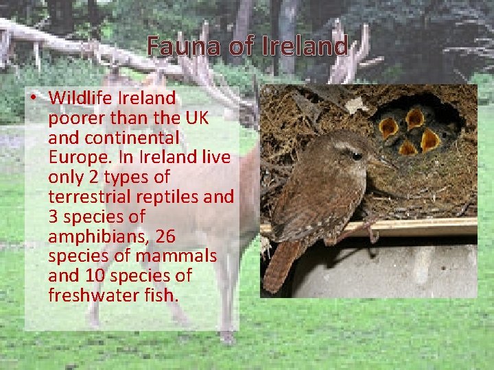 Fauna of Ireland • Wildlife Ireland poorer than the UK and continental Europe. In